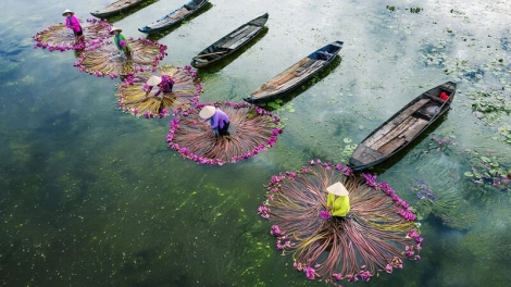 LÁ TRẦU XANH (Ca vọng cổ)