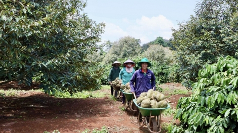 Mơnhông krá tơniăn ton kơvâ pêt sầu riêng a Tây Nguyên