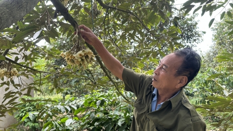 Mơdêk tơmeăm pêi lo ing chiâk deăng Dak Lak: Ing tơbăng klâng troh a kơchơ lâp plâi tơnêi