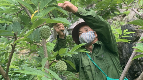 CHAY CHƯỚNG CO MÁC NA DAI