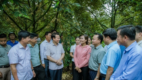Dak Lăk kăl đei trong jang vă atŏk tơ iung jang sâu riêng kơjăp ‘lơ̆ng