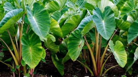 SLON PANG CHAY VẠ NGÒI CHƯỚNG CO PHƯỚC