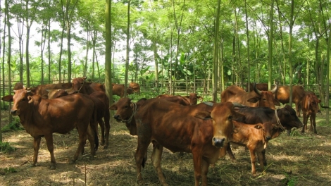DA MẦU ĐÉT HẨƯ MÒ, VÀI
