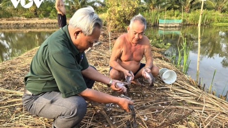 CA MAU: HU JALAN KAREI, DAONG URANG TAHA U80 RAONG IKAN BEI JAK JENG