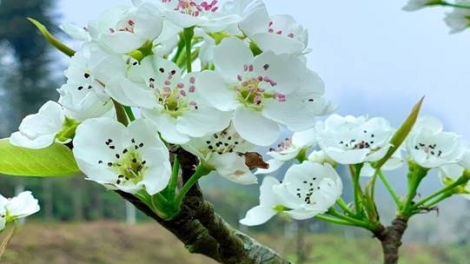 PHIÊN CHỢ NGÀY XUÂN 