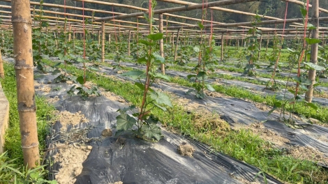 CHAY CHƯỚNG CO FẲC MOONG HOM BA BỂ