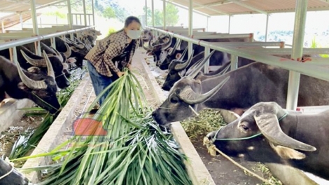 Ngon tô thứ 3 mự 24 căm bườn 6 pì 2025- Kỹ thuật liệng quai hẳư pi văn