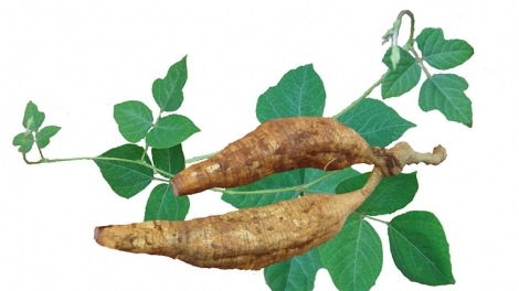 CHAY VẠ NGÒI CHƯỚNG CO MẰN SLẲN THAU