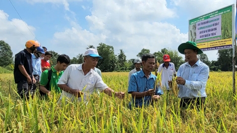 ពង្រីកតួនាទីរបស់ក្រុមជួយជម្រុញកសិកម្មសហគមន៍ក្នុងកិច្ចចំណាត់ការអនុវត្តគម្រោងការផលិតស្រូវគុណភាពខ្ពស់១លានហិចតា