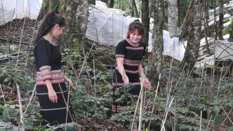 Đon hlôh vao đơ̆ng sơ̆ găh sâm Ngọc Linh tơ̆ Kon Tum jing tơmam kăp gĭt kơ teh đak