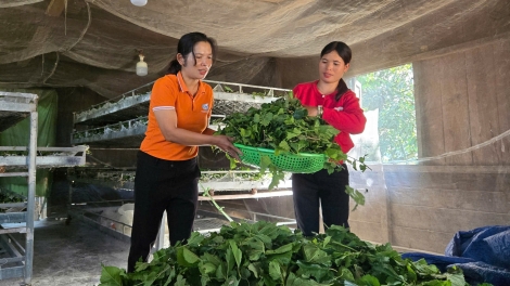 Kơpong hơngế Dam Rông hluăn kơtiê kơnôm pêt loăng yâu păn hdrong