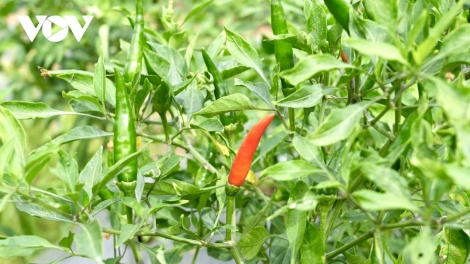 រីកចំរើនឡើងពីចលនានិស្សិតល្អ៥យ៉ាង