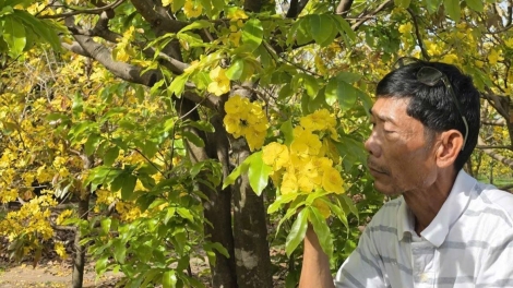 Lòt gan kàl Satềp kah tàm ƀòn bơkào mai Hàm Hiệp, càr Lâm Đồng
