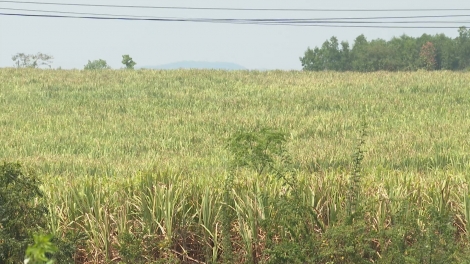 Ntơm bah tơm tao kro ta Dak Lak tât nkô̆ nău dơi tâm rlong bah n’gâng kan nkret njêng tao