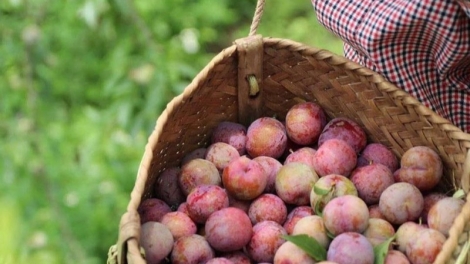 Đổi mới tư duy, nâng tầm giá trị nông sản địa phương: Chìa khóa để vươn xa