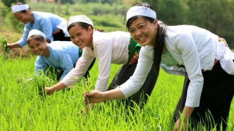 Bruk rong ikan heo ia taba di saai Bùi Chí Linh di huyện An Phú, tỉnh An Giang