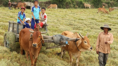 Bhum taneran krong CL: ngak nông gam song pandar khoa học công nghệ