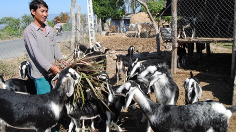 Ninh Thuận: kreh camin urang kumei ngak meda meng raong pabe