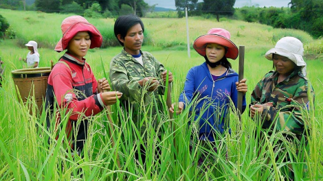 Ninh Thuận peih prong bruk khik iek glai pagam song patagok rai duik khang kajap