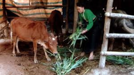 Tzùn coz tìu chaoz bùng tangz máy liều tào xanh tiaz nhziếu xia, bùng tangz chuôngz, bùng pảnh vuôn pun viàng sùi ngùng