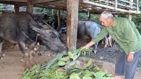 Tzấu làng  tào xanh nhây gzồ làn kếu cấu tháo pun tào xanh nhản hốp họp lấy