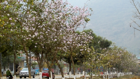 Tsaz yênhx nta suôz luk Hmôngz hnuz 25-3-2017