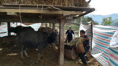 Tsaz yênhx nta suôz luk Hmôngz hnuz 17-12-2019