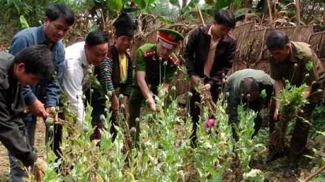 Công tác phòng chống ma túy ở vùng cao Điện Biên