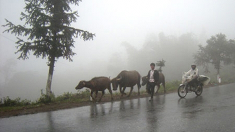 Nông dân Sa Pa đưa trâu bò xuống núi tránh rét
