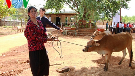 Quảng Nam trao bò cho hộ nghèo