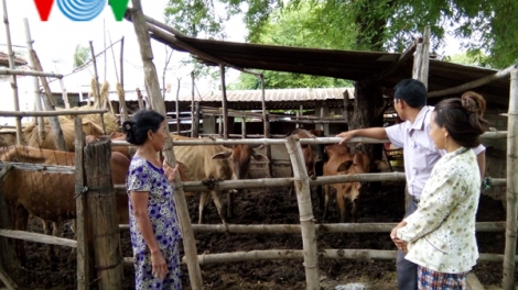 Chị Ly làm giàu