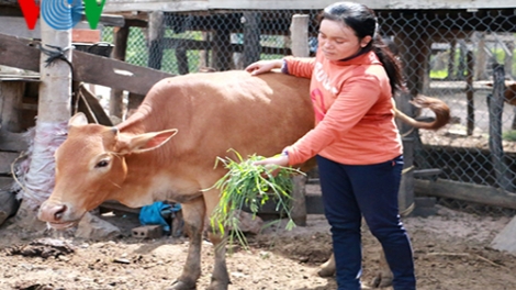 Kon Tum tăng cường phòng chống bệnh lở mồm long móng gia súc