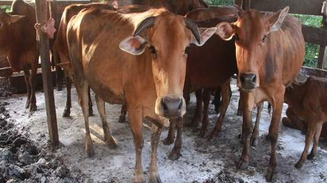 Xuất hiện thêm hai ổ bệnh lở mồm long móng trên đàn gia súc ở Đắc Lắc