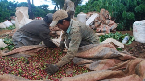 Kon Tum ngăn chặn việc ép giá thu mua cà phê