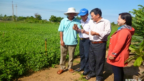 Ninh Thuận ứng dụng thành công mô hình tưới nước tiết kiệm bằng điện thoại