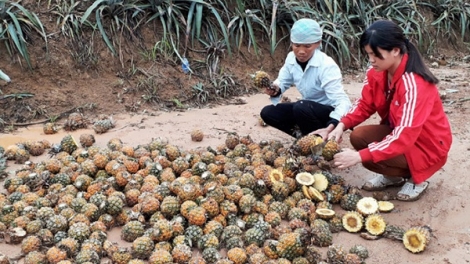 Vụ dứa chết bất thường ở Lào Cai: Hoàn thiện thống kê đền bù cho bà con