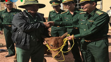 Bộ đội Biên phòng tặng 83 con bò giống cho hộ nghèo ở biên giới tỉnh Đắc Lắc