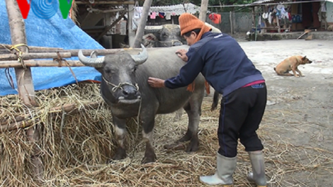 Các tỉnh Bắc Kạn, Cao Bằng chủ động phòng chống rét cho vật nuôi