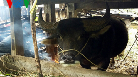 Các huyện vùng cao Hà Giang chủ động tránh rét cho gia súc