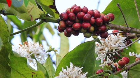 Nông dân Kon Tum lo lắng vì 8000 ha cà phê ra hoa trái vụ​