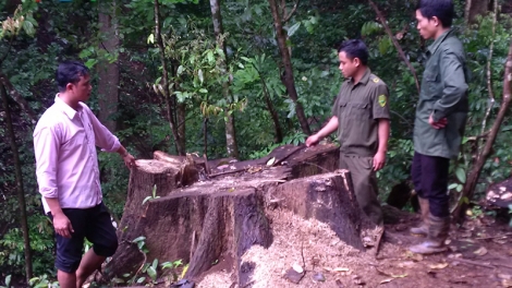 Kon Tum: Trưởng Công an xã bị khởi tố vì phá rừng
