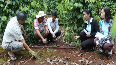 Tưới tiết kiệm cho cây hồ tiêu, giảm chi phí, tăng năng suất