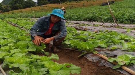 Chàng trai người Mông thu 200 triệu đồng từ trồng rau sạch