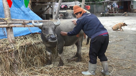 Thời tiết ấm lên, người dân vẫn không chủ quan phòng chống rét cho vật nuôi