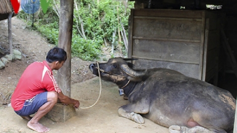 Đẩy mạnh phòng chống rét cho người và vật nuôi trước rét đậm, rét hại