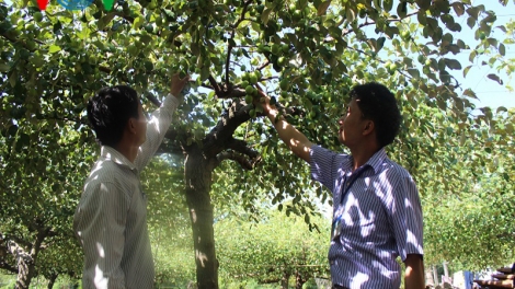 Bà con Chăm ở Ninh Thuận chuyển đổi cây trồng để thích ứng với khô hạn