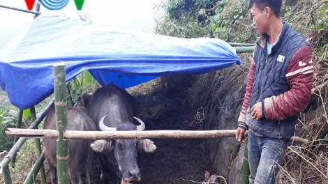 Nông dân Sa Pa không còn thả rông gia súc  trên rừng vào mùa đông