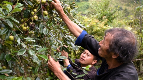 Trồng thông, táo mèo, vừa giữ rừng vừa phát triển kinh tế