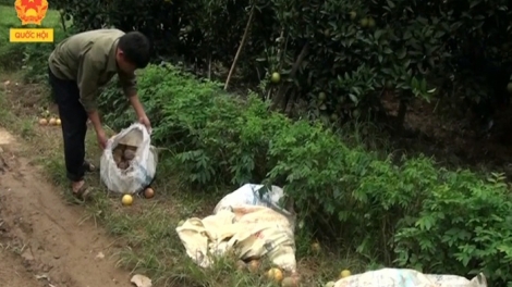 Phù Yên: Sau lũ, hàng trăm hecta cây ăn quả bị thiệt hại