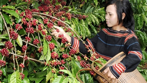Bàn chuyện phát triển bền vững cho cây cà phê ở Tây Nguyên